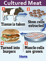 Cultured meat is made of real beef, but is produced without slaughter through the culturing of cells.